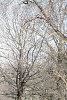 Picea orientalis, habit