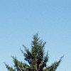 Picea orientalis, habit