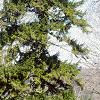 Picea orientalis, habit