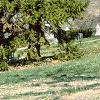 Picea orientalis, habit
