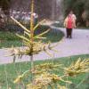 Picea orientalis 'Skylands', habit