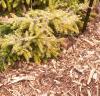 Picea orientalis 'Skylands', habit