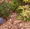 Picea orientalis 'Skylands', habit