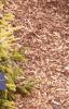Picea orientalis 'Skylands', habit