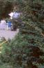 Picea orientalis 'Skylands', habit