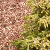 Picea orientalis 'Skylands', habit
