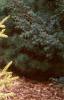 Picea orientalis 'Skylands', habit