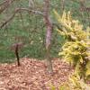Picea orientalis 'Skylands', habit