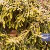 Picea orientalis 'Skylands', habit