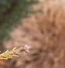 Picea orientalis 'Skylands', leaves