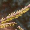 Picea orientalis 'Skylands', leaves