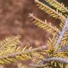 Picea orientalis 'Skylands', leaves