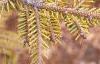 Picea orientalis 'Skylands', leaves