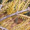 Picea orientalis 'Skylands', leaves