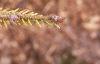 Picea orientalis 'Skylands', leaves