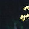 Picea orientalis 'Skylands', leaves