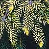 Picea orientalis 'Skylands', leaves
