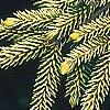 Picea orientalis 'Skylands', leaves
