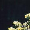 Picea orientalis 'Skylands', leaves