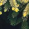Picea orientalis 'Skylands', leaves