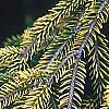 Picea orientalis 'Skylands', leaves