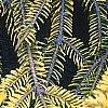 Picea orientalis 'Skylands', leaves