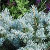 Picea pungens 'Globosa', habit