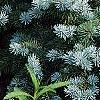 Picea pungens 'Globosa', habit