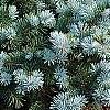 Picea pungens 'Globosa', habit