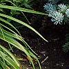 Picea pungens 'Globosa', habit
