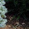 Picea pungens 'Globosa', habit