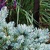 Picea pungens 'Globosa', habit