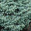 Picea pungens 'Globosa', habit