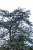 Picea pungens, habit