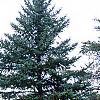 Picea pungens, habit