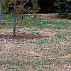 Picea pungens, habit