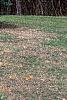 Picea pungens, habit