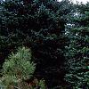 Picea pungens, habit