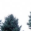 Picea pungens, habit
