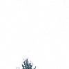 Picea pungens, habit