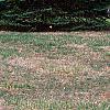 Picea pungens, habit