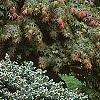 Picea pungens 'Montgomery', habit