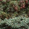 Picea pungens 'Montgomery', habit