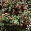 Picea pungens 'Montgomery', habit