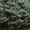 Picea pungens 'Montgomery', habit