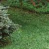 Picea pungens 'Montgomery', habit