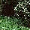 Picea pungens 'Montgomery', habit