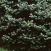Picea pungens 'Montgomery', habit