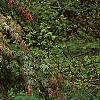 Picea pungens 'Montgomery', habit