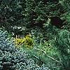 Picea pungens 'Thume', habit